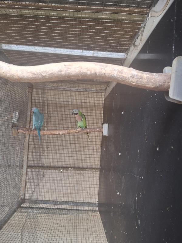 Downs Bird Breeders Bird Sale