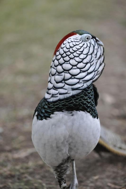 Lady Amherst Pheasant