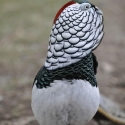 Lady Amherst Pheasant