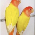 Wanted Opaline Lutino Peachface Lovebirds