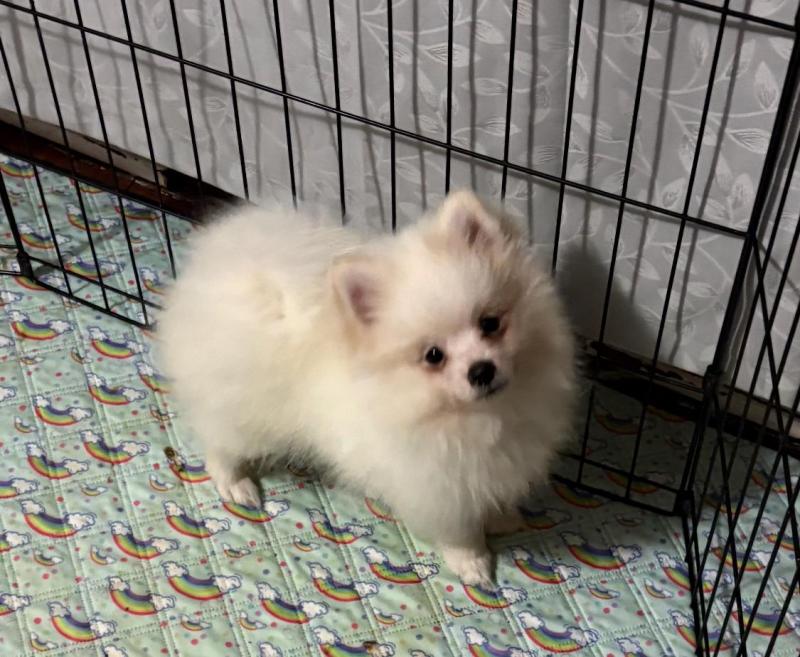 Pomeranian puppies