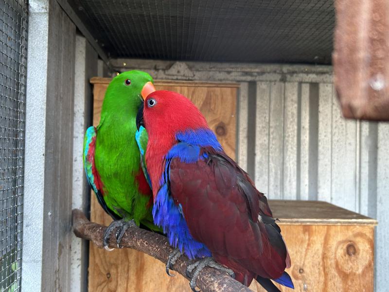 Eclectus pair. Breeders