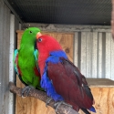 Eclectus pair. Breeders