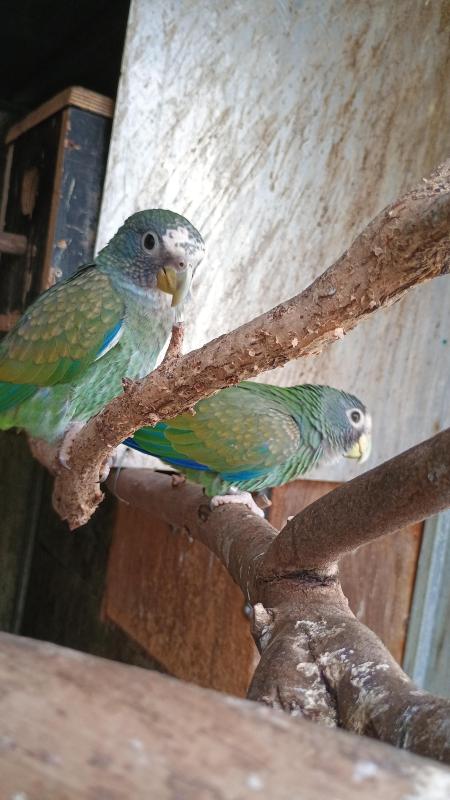 Breeding pair of white Cap pionus n theirs young