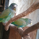Breeding pair of white Cap pionus n theirs young