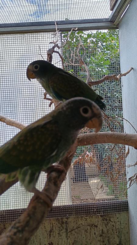 Breeding pair of white Cap pionus and theirs young