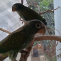 Breeding pair of white Cap pionus and theirs young