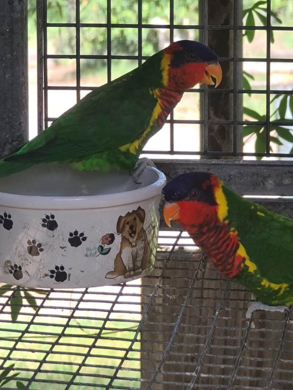 ornate lorikeet pair