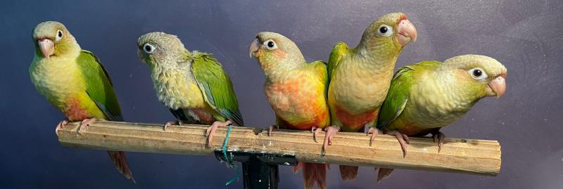 For Swap/Sell - 5x handraised cinnamon/pineapple Green-cheeked Conures
