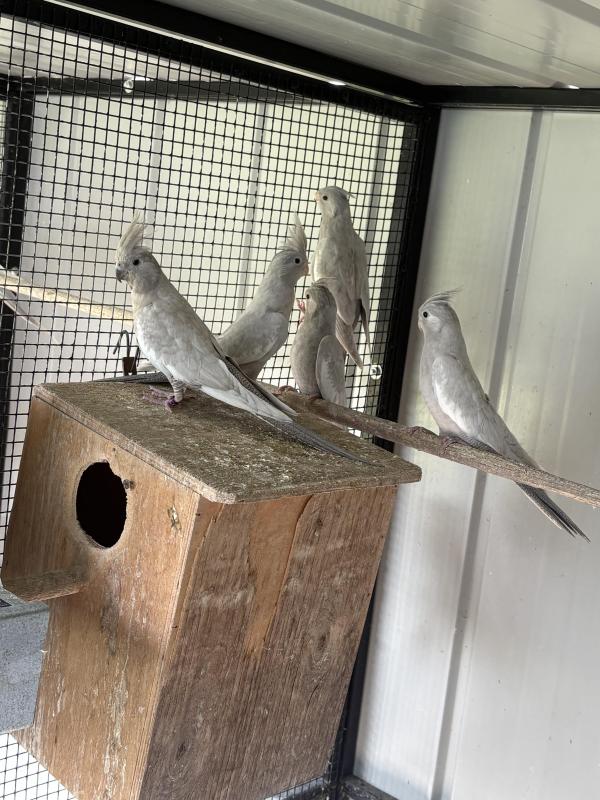 whitface olive cockatiels