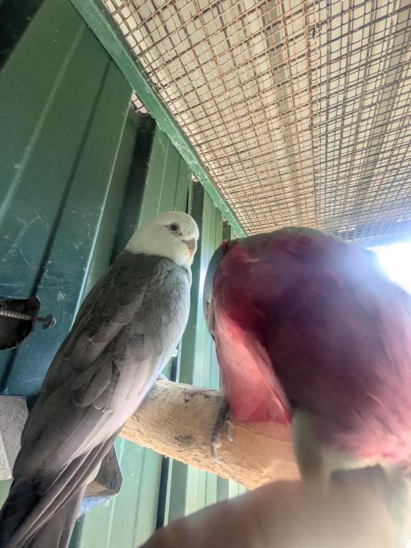 Wanted blue galah hen