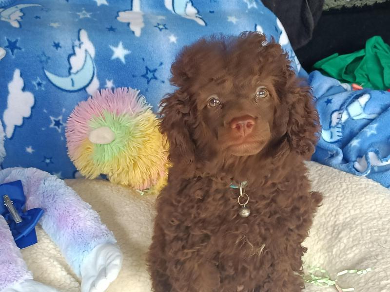 Purebred Toy Poodle Chocolate Boy   MEGA PRICE DROP