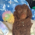 Purebred Toy Poodle Chocolate Boy   MEGA PRICE DROP