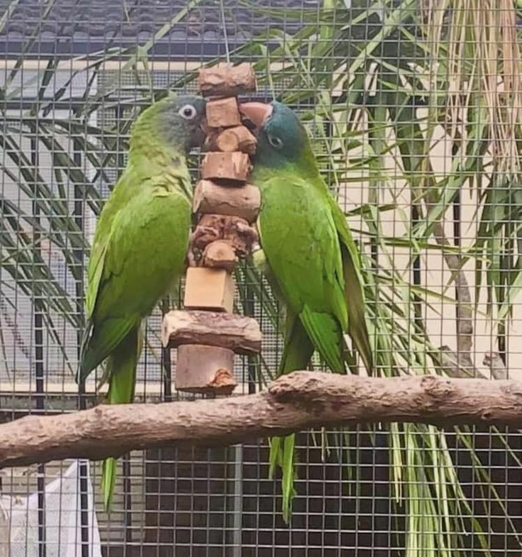 Blue Crown Conure pair