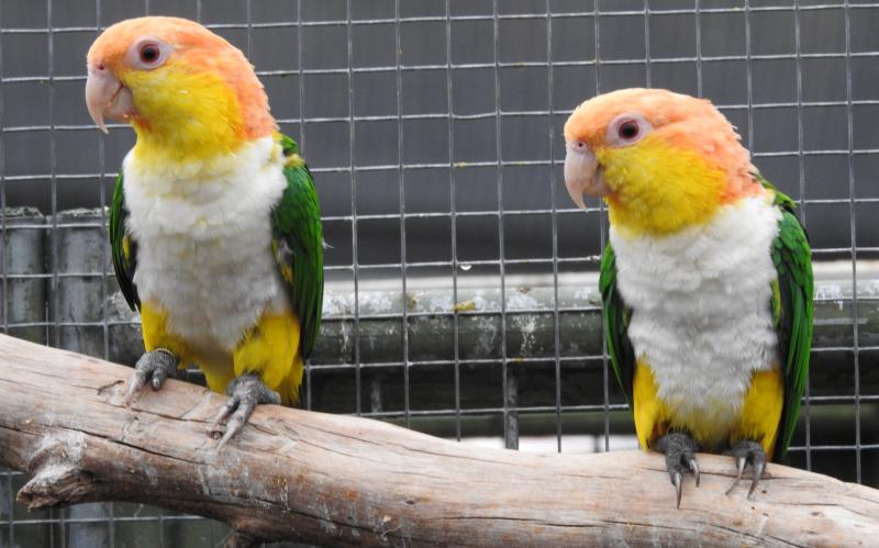 White-bellied Caiques.
