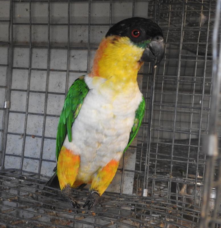 Black-capped Caiques