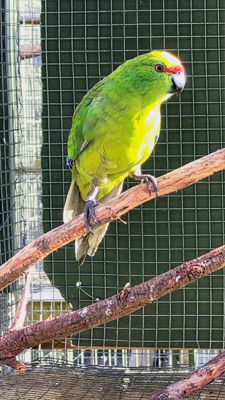 Yellow-crowned Kakariki