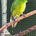 Yellow-crowned Kakariki