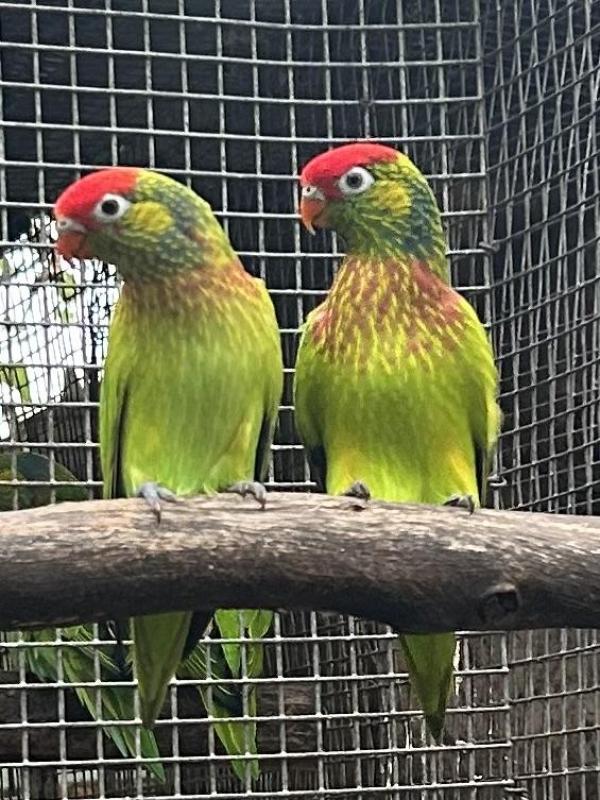 Lorikeets