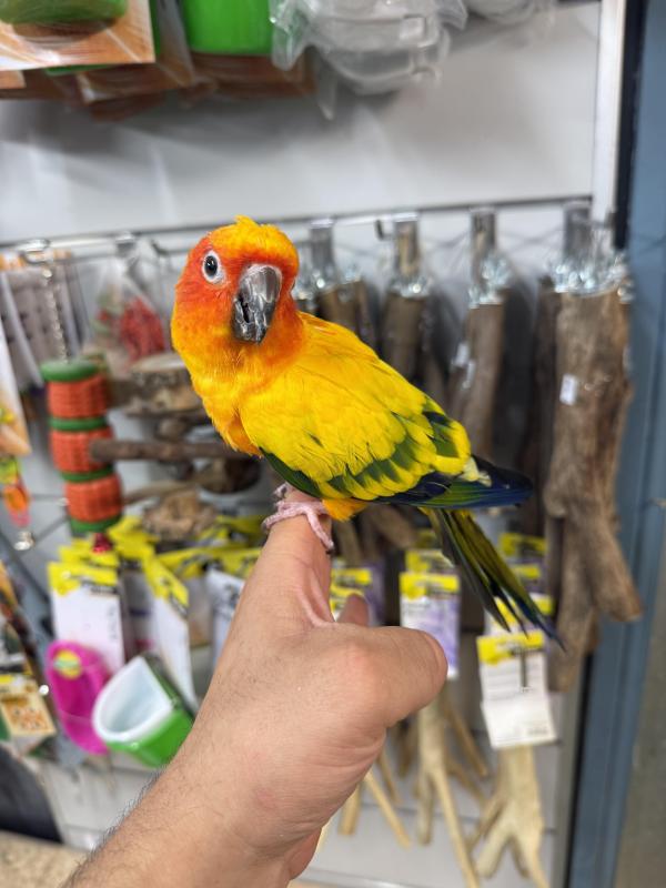 Handraised sun conure