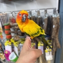 Handraised sun conure