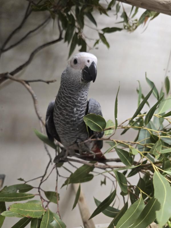 Handraised African Greys ( Harness Trained)