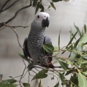Handraised African Greys ( Harness Trained)