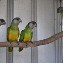SENEGAL PARROTS