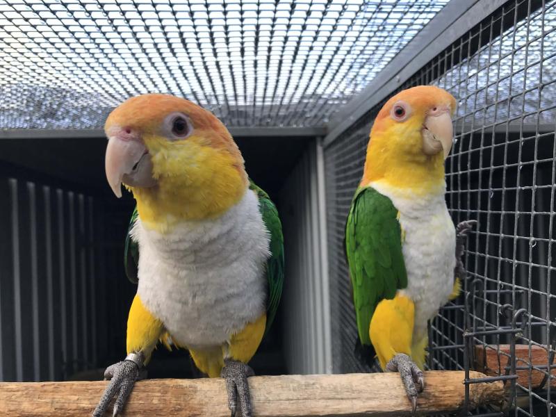 WHITE BELLIED CAIQUE