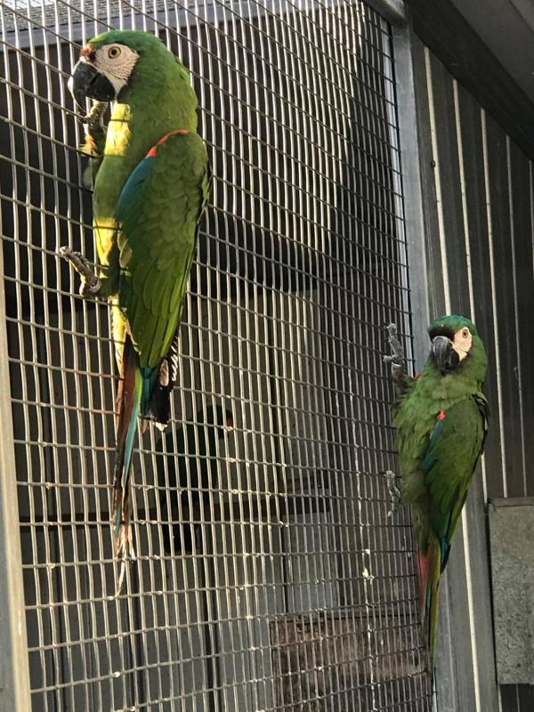 SEVERE MACAWS