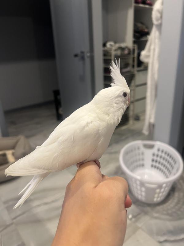 Hand raised male cockatiel