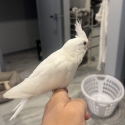 Hand raised male cockatiel