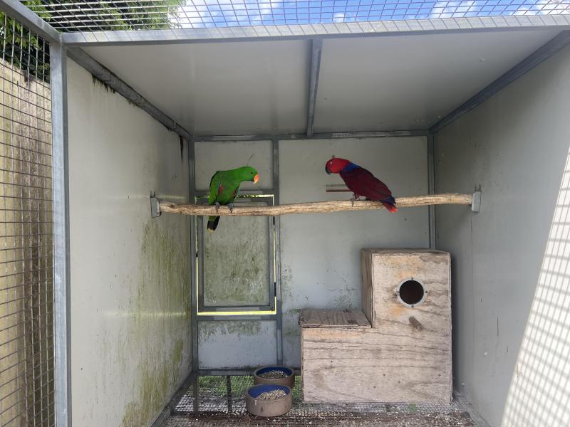 ECLECTUS GENUINE BREEDERS