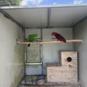 ECLECTUS GENUINE BREEDERS