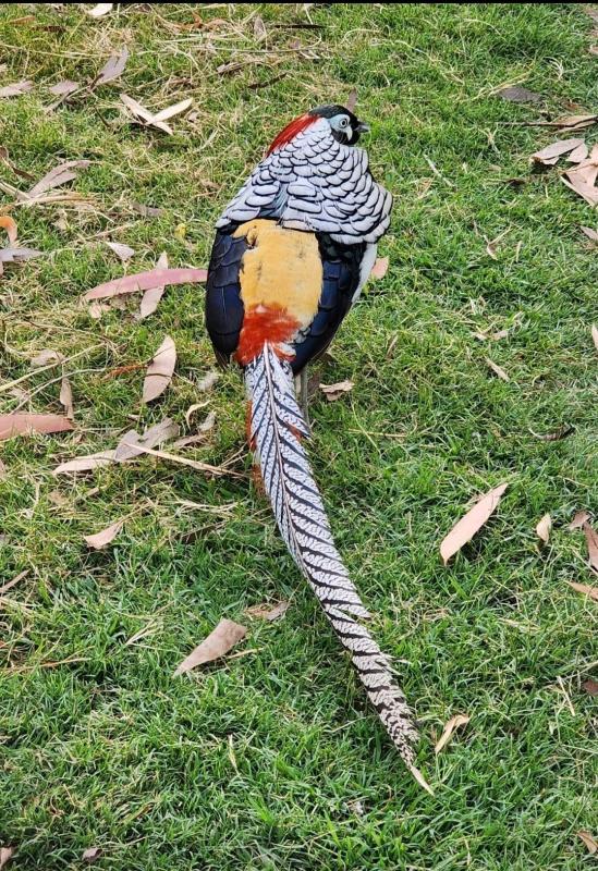 Lady Amherst Pheasant