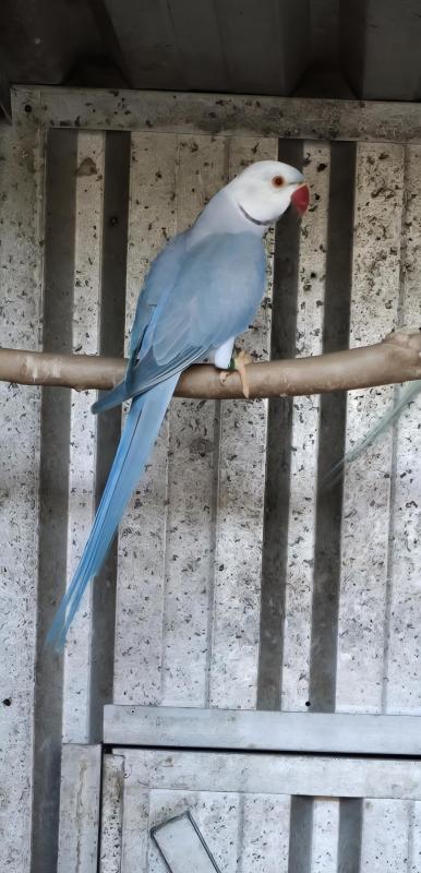 $100 Indian Ringnecks for Sale - CHF Opaline Splits