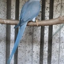 $100 Indian Ringnecks for Sale - CHF Opaline Splits
