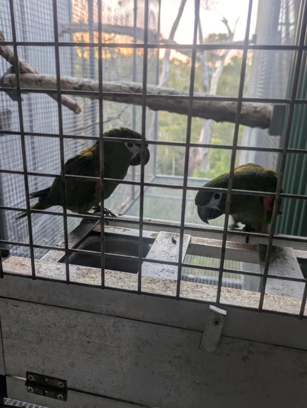 Hahn's macaw pair