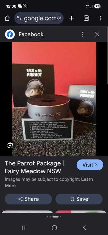 Talk to me parrot wanted learning