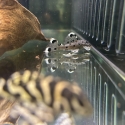 L264 sultan Plecos
