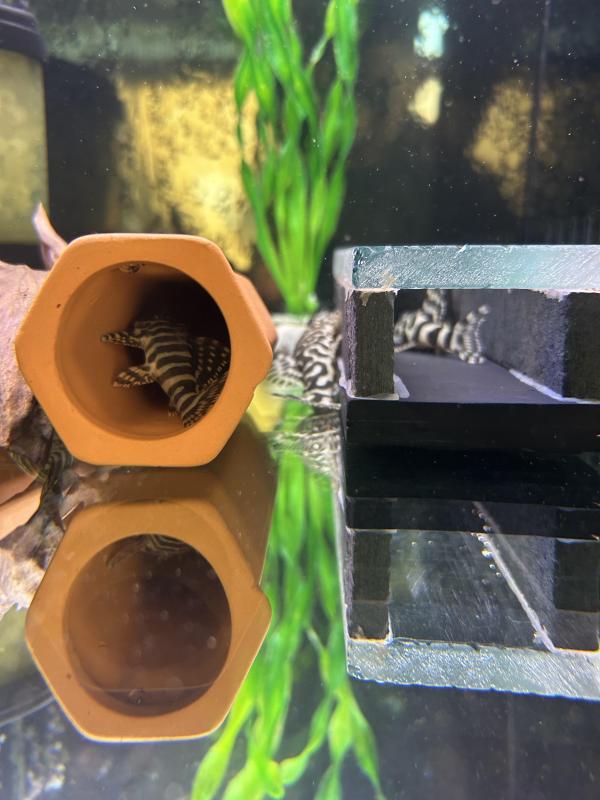 L134 leopard frog Plecos