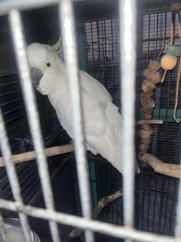 Semi tame cockatoo