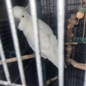 Semi tame cockatoo