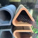 L201 snowball Plecos