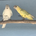 TWENTY EIGHT PARROT MUTATIONS