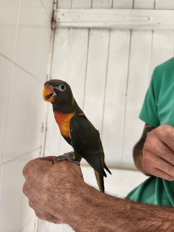 Double factor jade/true olive rainbow lorikeet