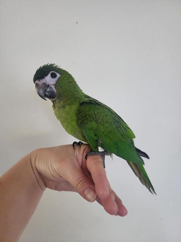 Hand raised hahns macaws
