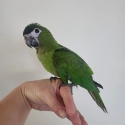 Hand raised hahns macaws