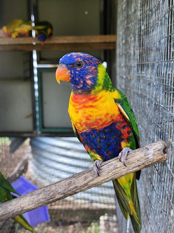Single factor pied rainbow lorikeets