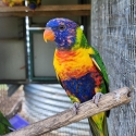 Single factor pied rainbow lorikeets